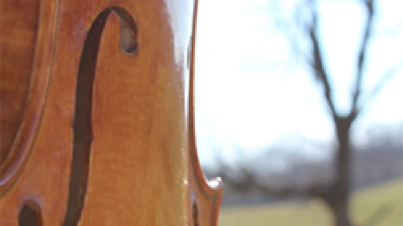 violin