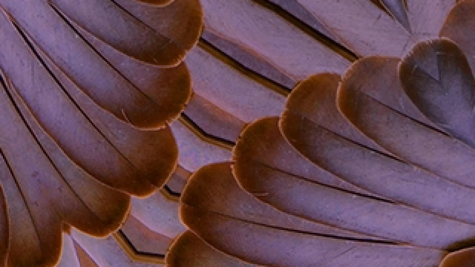 rows of feathers