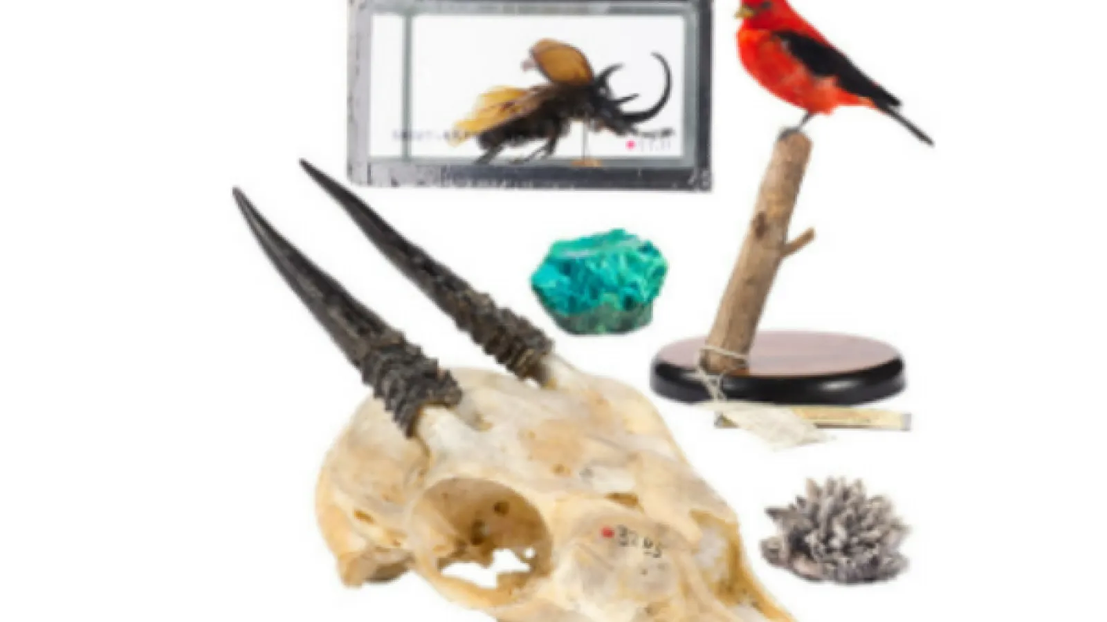 skull, birds, rocks