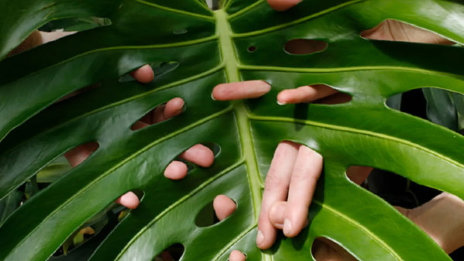 A big leaf with holes in it and fingers are poking through