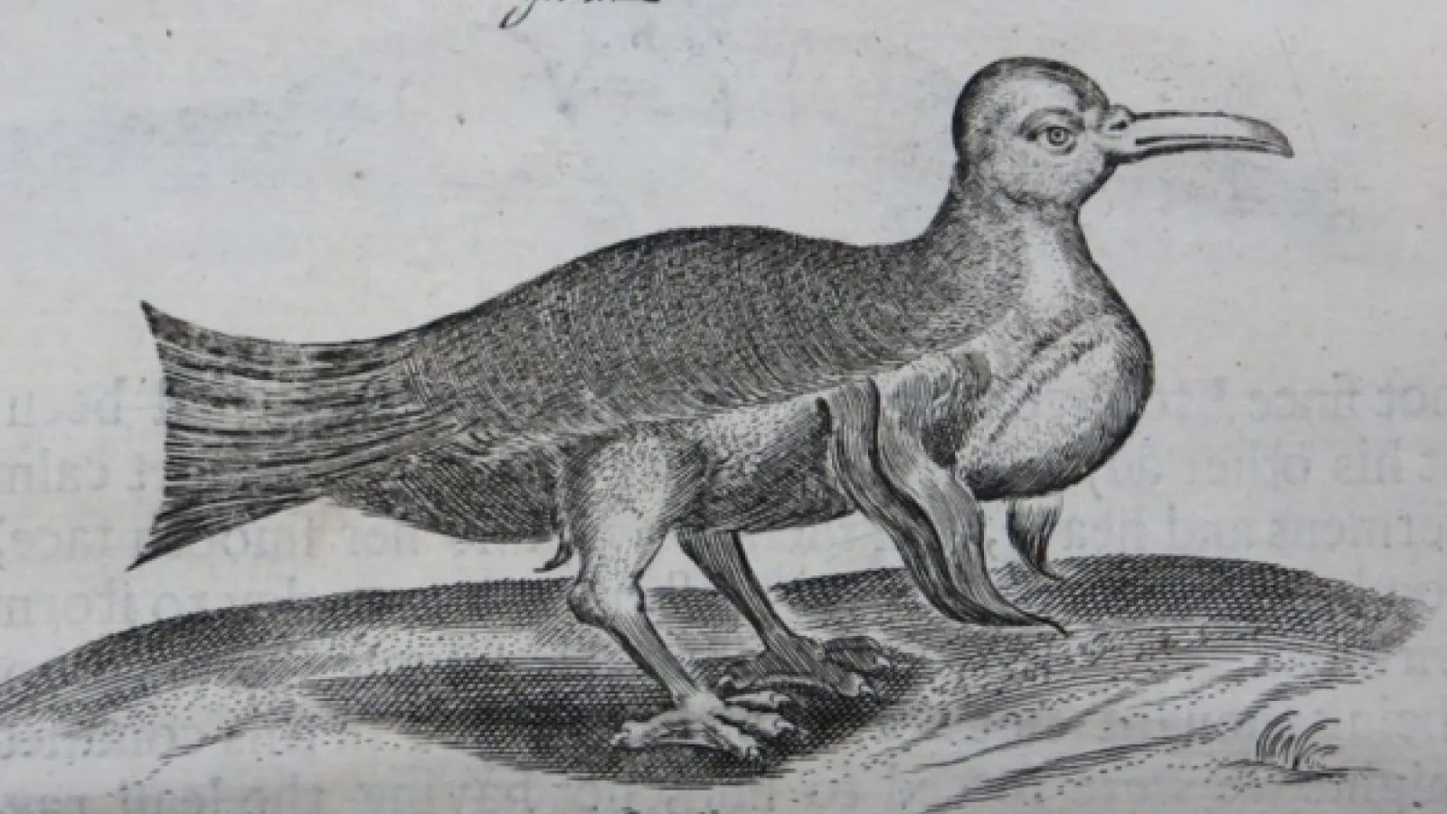 A black and white sketch of a large bird that doesn't look like any similar bird on earth