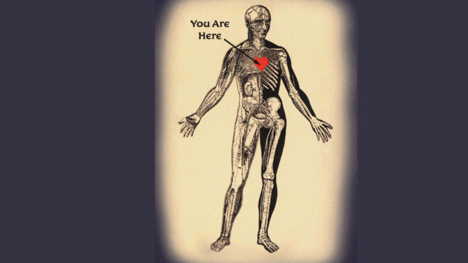 (Human skeleton with red heart)