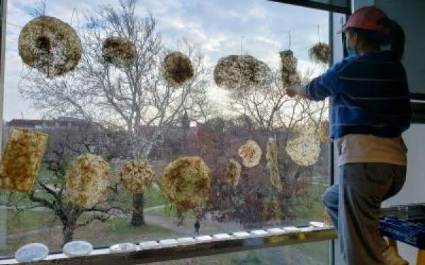 Person putting decorations onto window.
