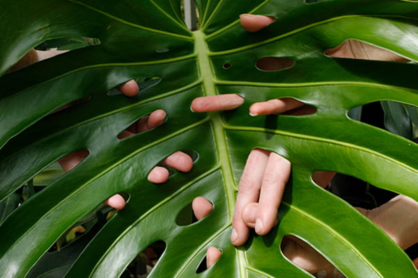 A big leaf with holes in it and fingers are poking through